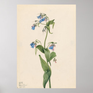 ウエスタンブルーベル(Mertensia paniculata) ポスター