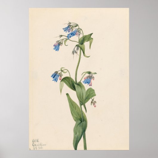 ウエスタンブルーベル(Mertensia paniculata) ポスター (正面)