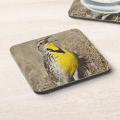 ウエスタンメドウラルク（シュトルネラ未亡児） コースター (左側)