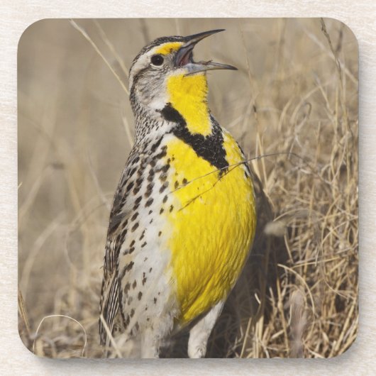 ウエスタンメドウラルク（シュトルネラ未亡児） コースター (正面)