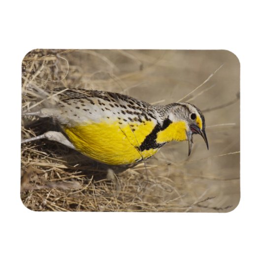 ウエスタンメドウラルク(シュトルネラ未亡児) マグネット (横)