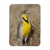 ウエスタンメドウラルク(シュトルネラ未亡児) マグネット (縦)