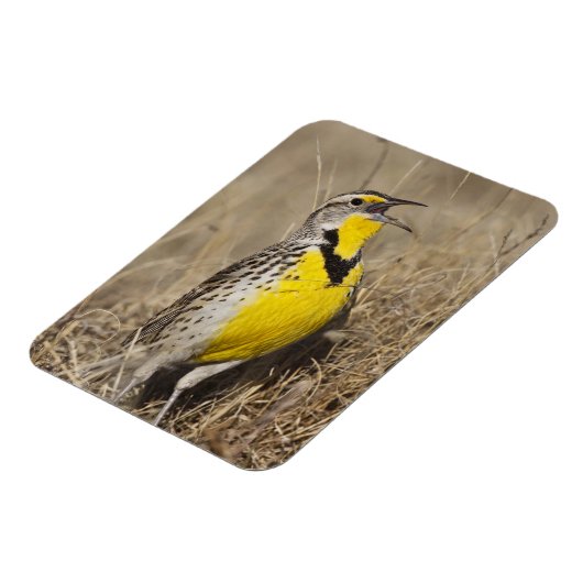 ウエスタンメドウラルク(シュトルネラ未亡児) マグネット (左側)