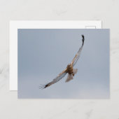 ウエスタン・マーシュ・ハリアー・ハガキ ポストカード (正面/裏面)