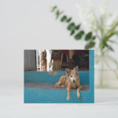 ウォッチドッグ。 ポストカード (スタンド正面)