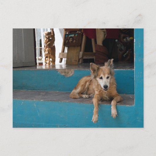 ウォッチドッグ。 ポストカード (正面)