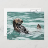 ウォッチングシーオッター ポストカード (正面/裏面)