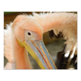 ウォッチングユーペリカンフォトプリント フォトプリント           