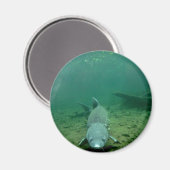 ウォッチング・モンスター マグネット (正面/裏面)