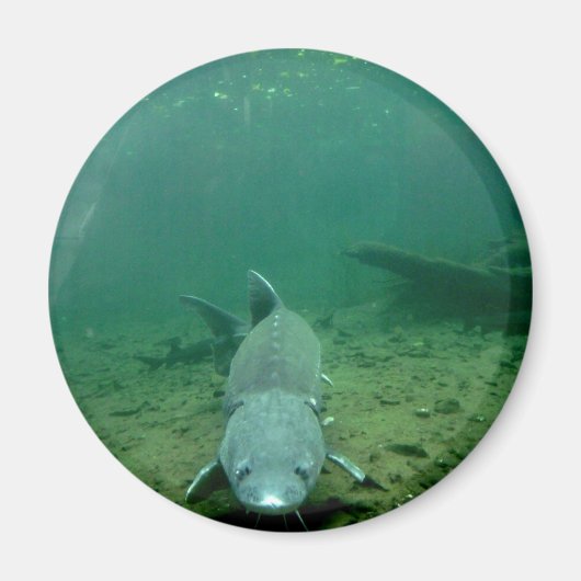 ウォッチング・モンスター マグネット (正面)