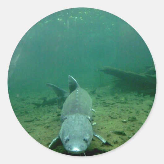 ウォッチング・モンスター ラウンドシール (正面)