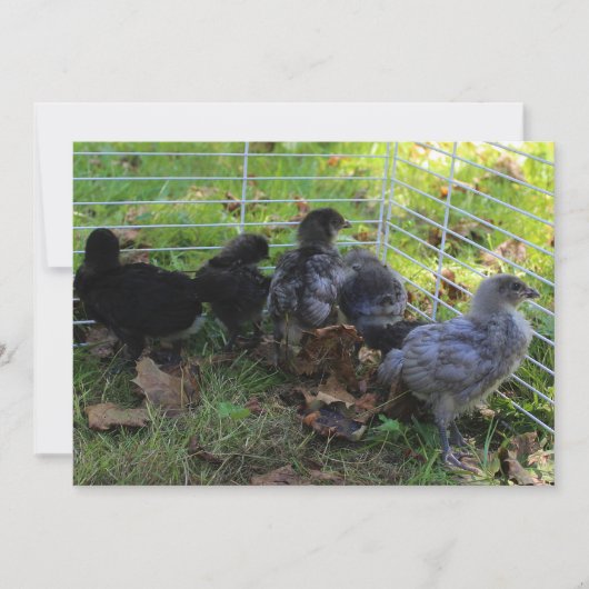 ウォッツアップチキンお尻 招待状 (正面)