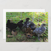 ウォッツアップチキンお尻 招待状 (正面/裏面)