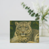 ウォッ静かチャー – Snow Leopard in Forest Light ポストカード (スタンド正面)