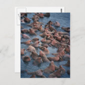 ウォラス群 ポストカード (正面/裏面)