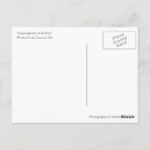 ウォルデン池の瞑想的なポストカード ポストカード (裏面)