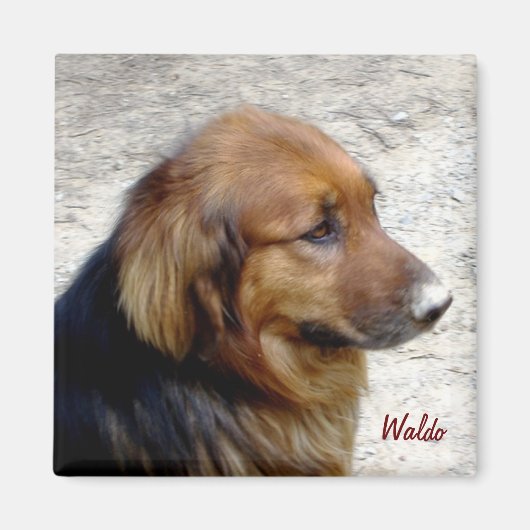 ウォルド磁石 マグネット (正面)