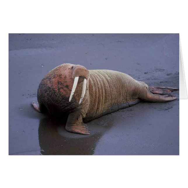 ウォレス (正面横)