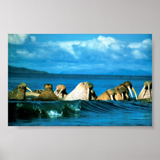 ウォレス ポスター (正面)