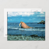 ウォレス ポストカード (正面/裏面)