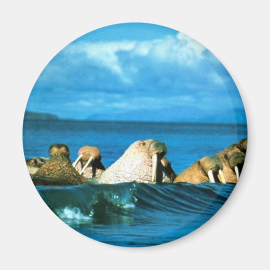 ウォレス マグネット (正面)