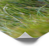 ウォンバットオーストラリア ポスター (角)