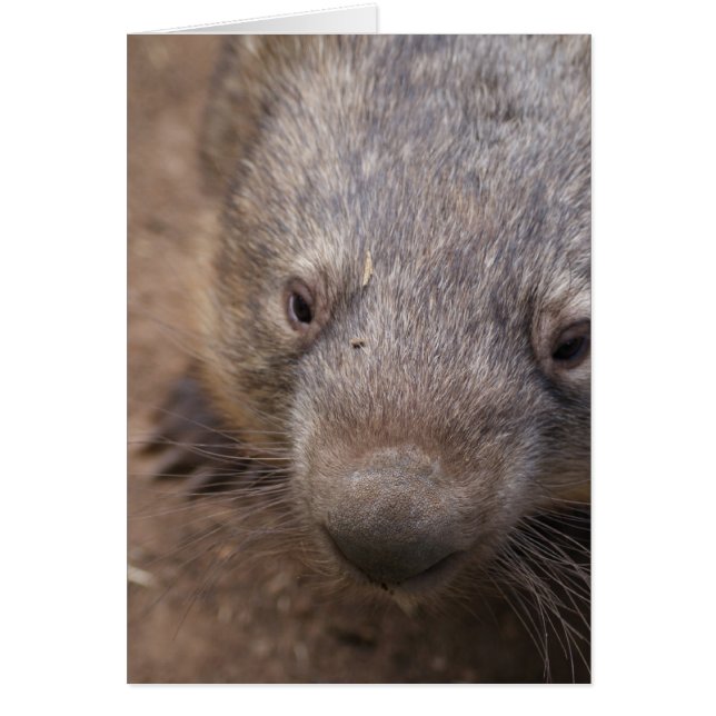 ウォンバットキス (正面)