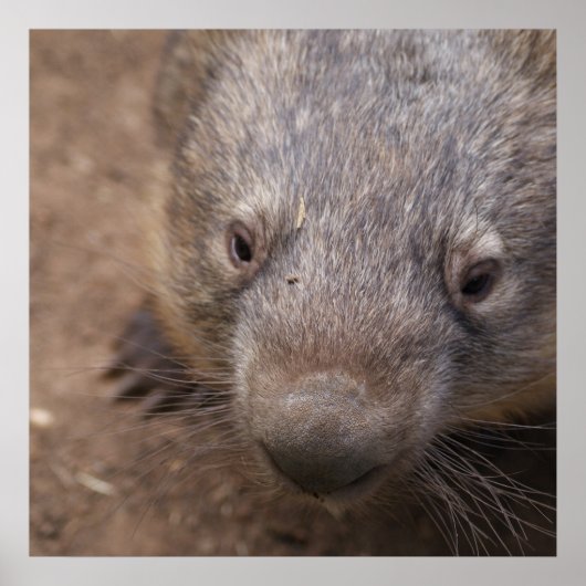 ウォンバットキス ポスター (正面)