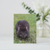 ウォンバットタスマニアオーストラリア ポストカード (スタンド正面)