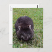ウォンバットタスマニアオーストラリア ポストカード (正面/裏面)