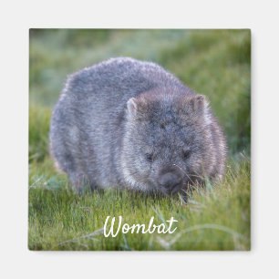 ウォンバットタスマニアAustraliaかわいい動物の写真 マグネット