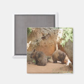 ウォンバット天国 マグネット (正面/裏面)