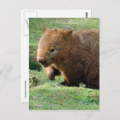 ウォンバット顔 ポストカード (正面/裏面)