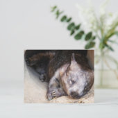 ウォンバット ポストカード (スタンド正面)