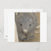ウォンバット ポストカード (正面/裏面)
