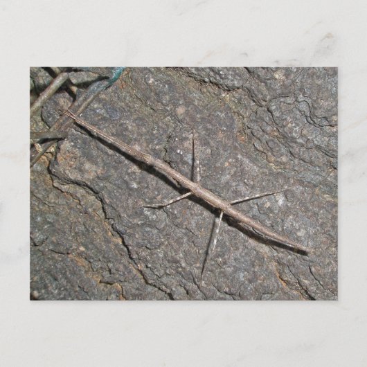 ウォーキングスティック(Diapheromera femorata)の共通アイテム ポストカード (正面)