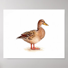 ウォーターカラーによるメス・マガモの絵画 ポスター