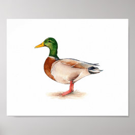 ウォーターカラーのマガモの鳥の絵 ポスター