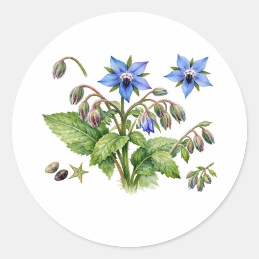 ウォーターカラー ボリジ ハーブ 花と葉 ラウンドシール (正面)