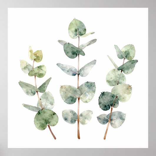 ウォーターカラー ユーカリの葉 植物画 ポスター (正面)