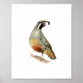 ウォーターカラー ライチョウ 鳥の絵 ポスター