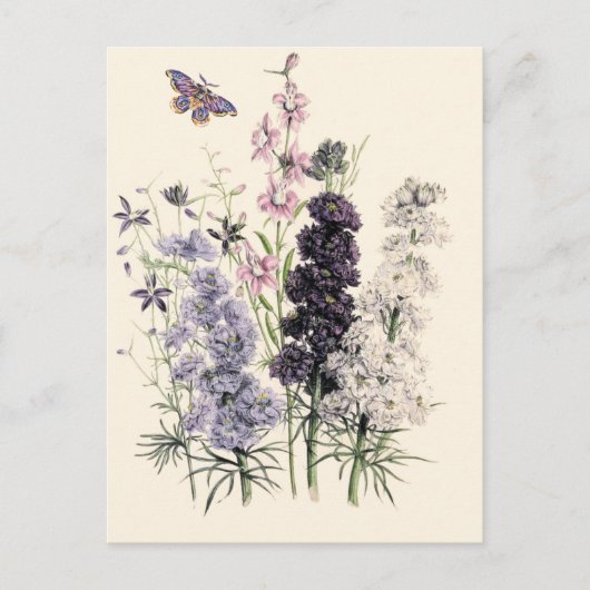 ウォーターカラー 紫, ピンクの庭の花, 蝶  ポストカード (正面)