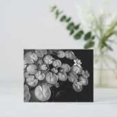 ウォーターガーデン、はがき ポストカード (スタンド正面)