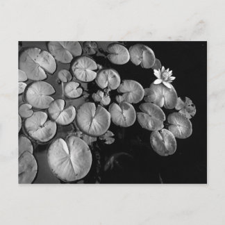 ウォーターガーデン、はがき ポストカード