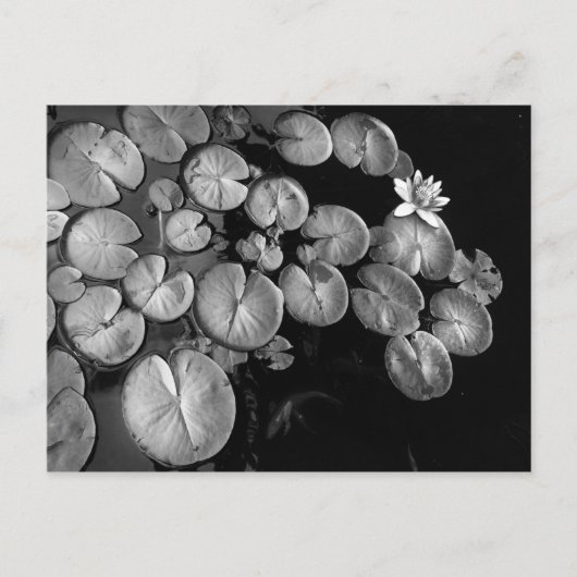 ウォーターガーデン、はがき ポストカード (正面)