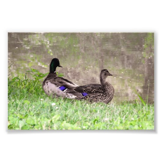 ウォーターゲイジング マガモ カップル フォトプリント            (正面)