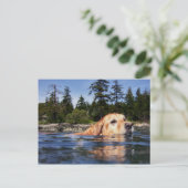 ウォータードッグ – はがき (スタンド正面)