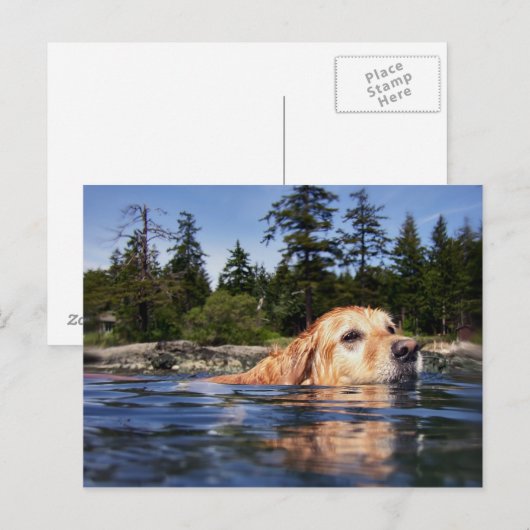 ウォータードッグ – はがき (正面/裏面)