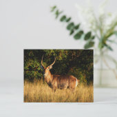 ウォーターバック – safariグリーティングカード ポストカード (スタンド正面)