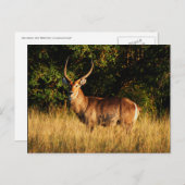 ウォーターバック – safariグリーティングカード ポストカード (正面/裏面)